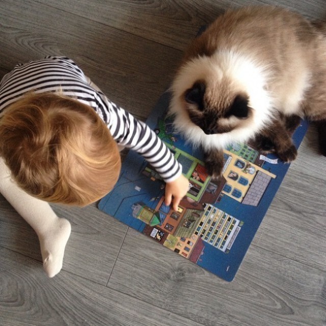 Кошка и ребенок могут вместе играть в развивающие игры 