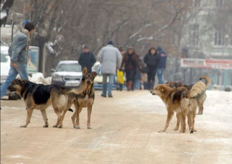 «А держать зверя в клетке не жестоко?»