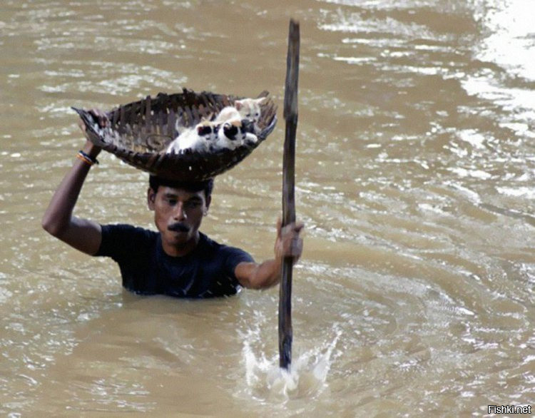 Во время массовых наводнений в Куттаке, Индия местные жители спасали кошек
