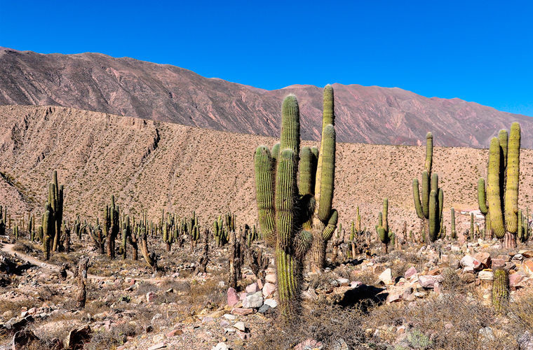 1. Мексика — это пустыни, кактусы и пляжи