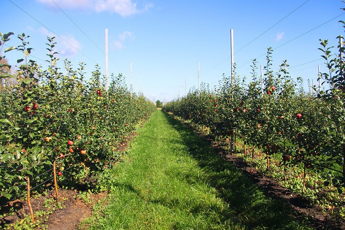 36. Первый урожай яблок в «Садах Белогорья» почти в 3,5 раза превысил планы