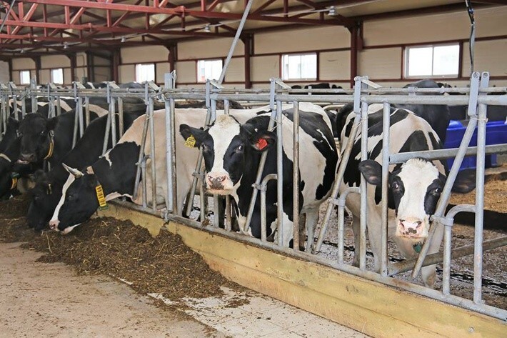 31. Агрохолдинг «Комос групп» развивает молочное животноводство в Удмуртии