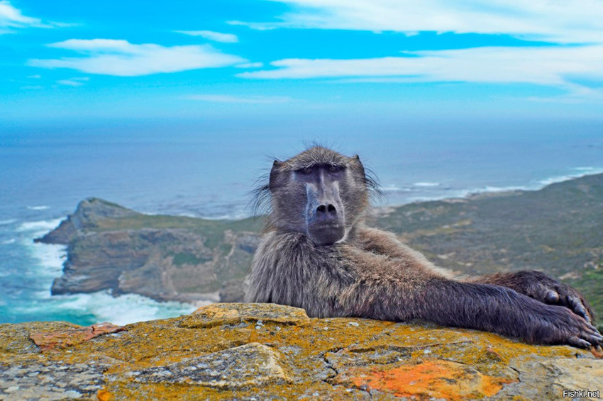 Невозмутимый бабуин позирует на фоне впечатляющих видов мыса Cape Point в Южн...