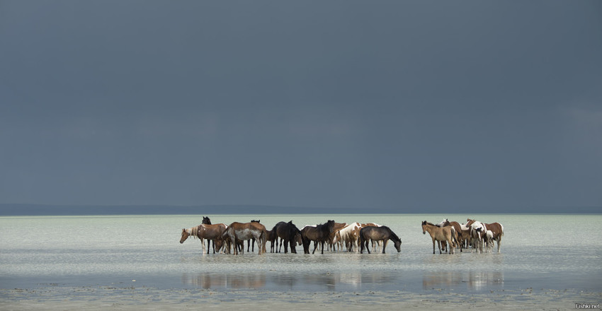 Табун лошадей отдыхает в белесо-молочной содовой воде озера Зун-Торей