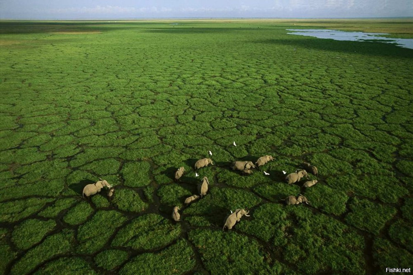 Национальный парк «Амбосели», Кения