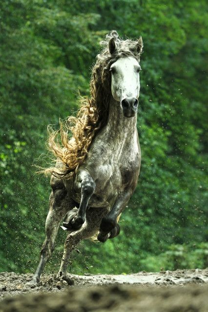Фризская лошадь 