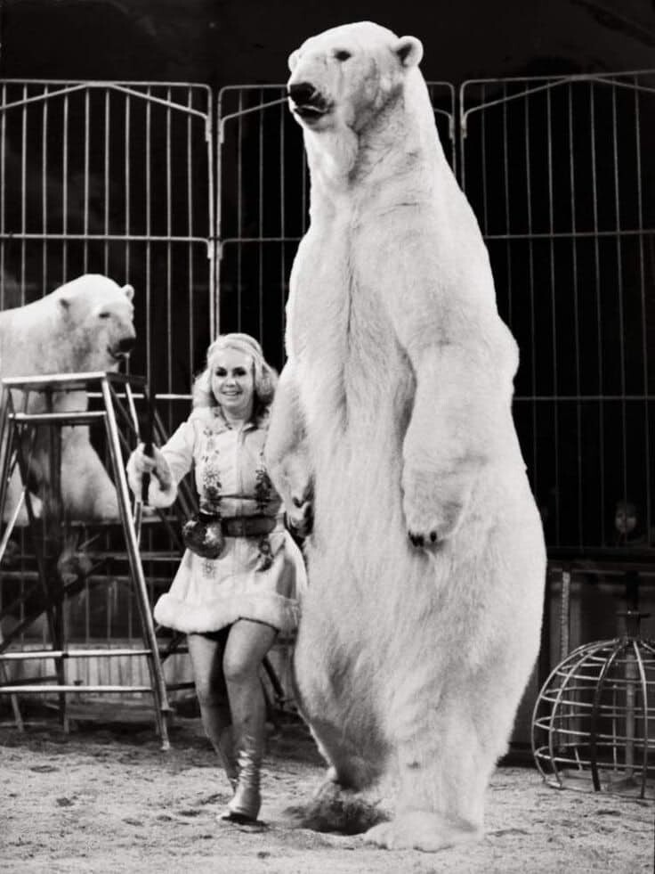 3. Принцесса полярных медведей