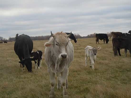Коров выгнали в чисто поле прямо с новорожденными телятами.