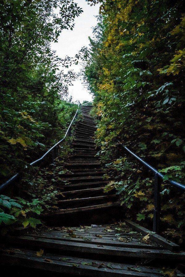 Лестница в лесу