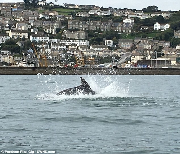 Редкие кадры: дельфины выбрасывают из воды своего собрата