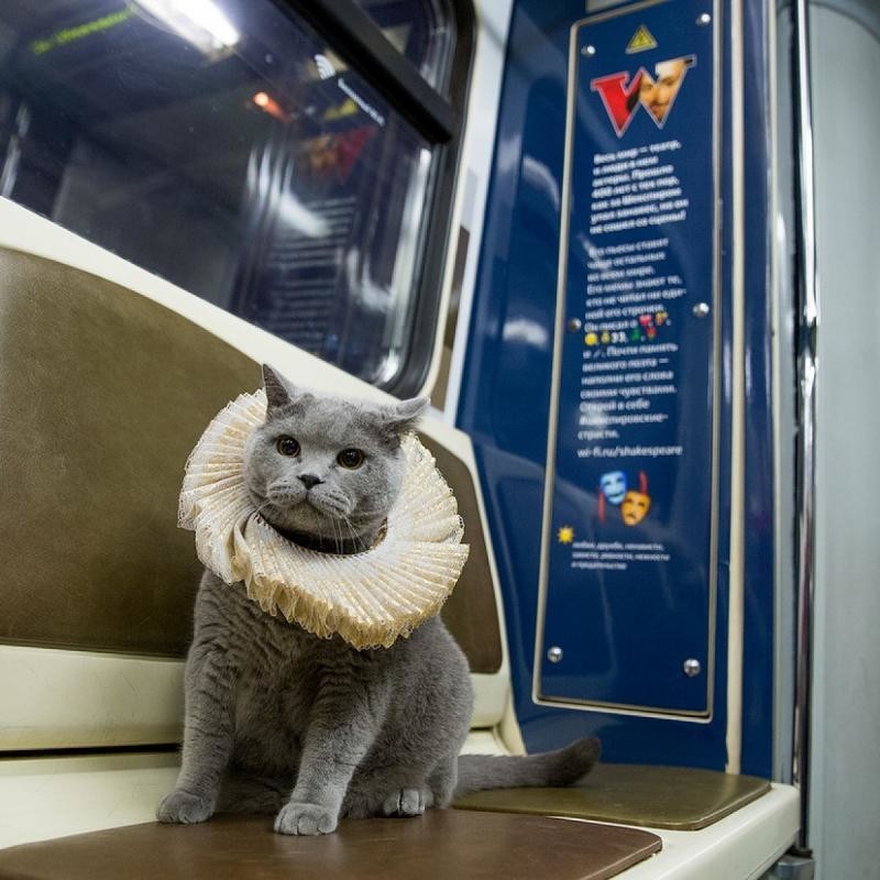 В Шекспировском поезде московского метро покатался британский кот
