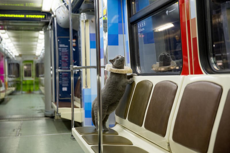 В Шекспировском поезде московского метро покатался британский кот