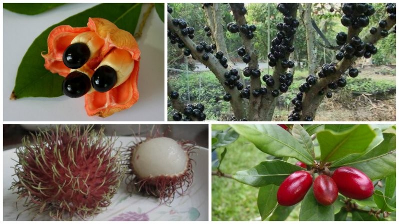 20 экзотических фруктов, о которых вы ничего не знали