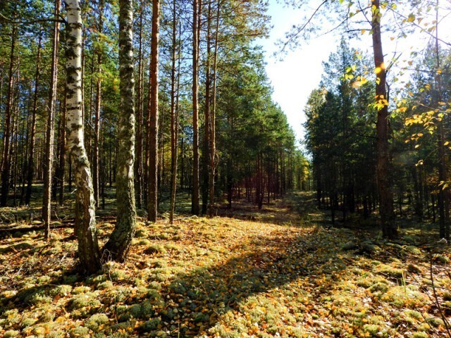 вот такая красота в лесу, тихо, ни ветерка, солнце 