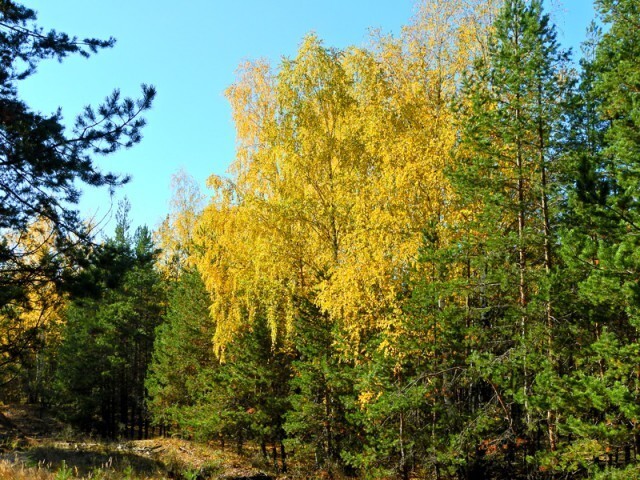 вот они краски осеннего леса 