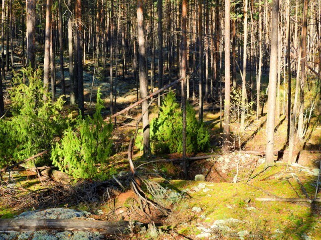 Прогулка по лесу с ножом, фотоаппаратом и ведром