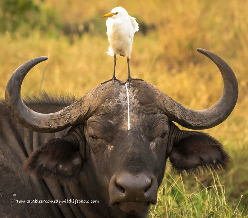 Участники конкурса Comedy Wildlife Photography Awards 2016. Часть 2 