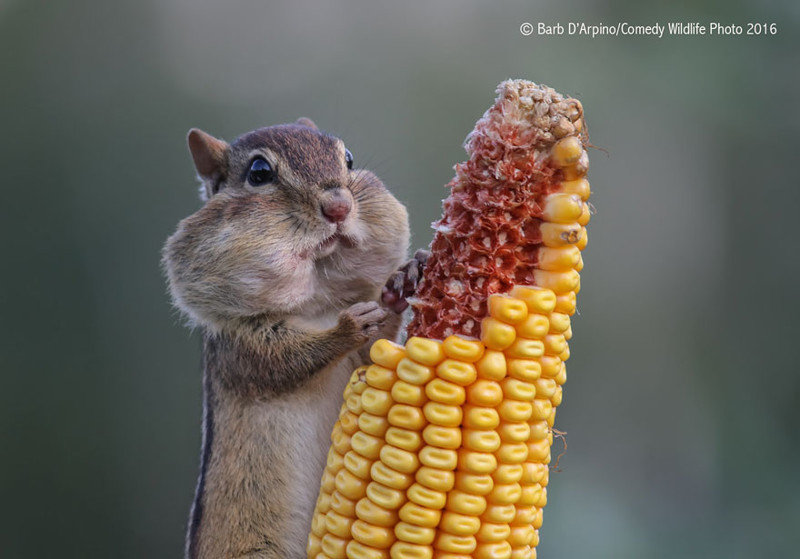 Участники конкурса Comedy Wildlife Photography Awards 2016. Часть 2 