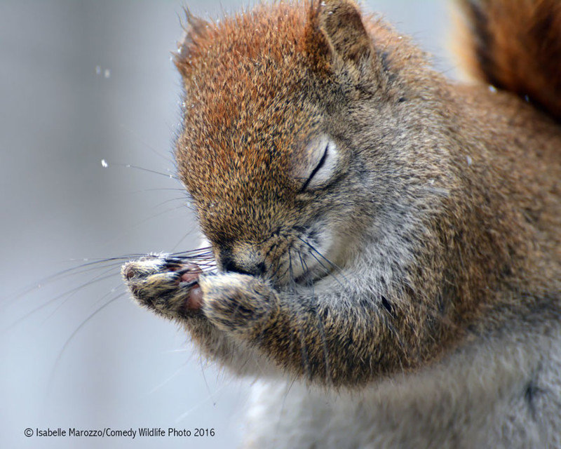 Участники конкурса Comedy Wildlife Photography Awards 2016. Часть 2 