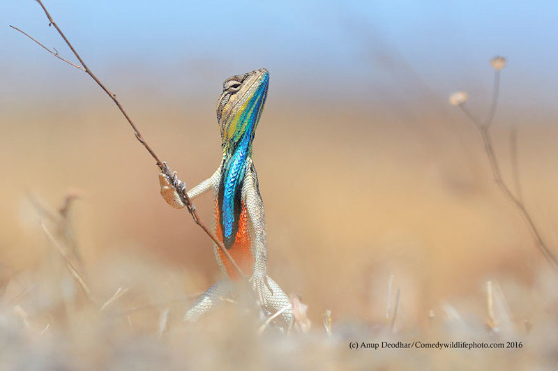 Участники конкурса Comedy Wildlife Photography Awards 2016. Часть 2 