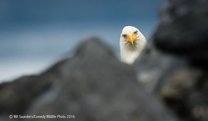 Участники конкурса Comedy Wildlife Photography Awards 2016. Часть 2 