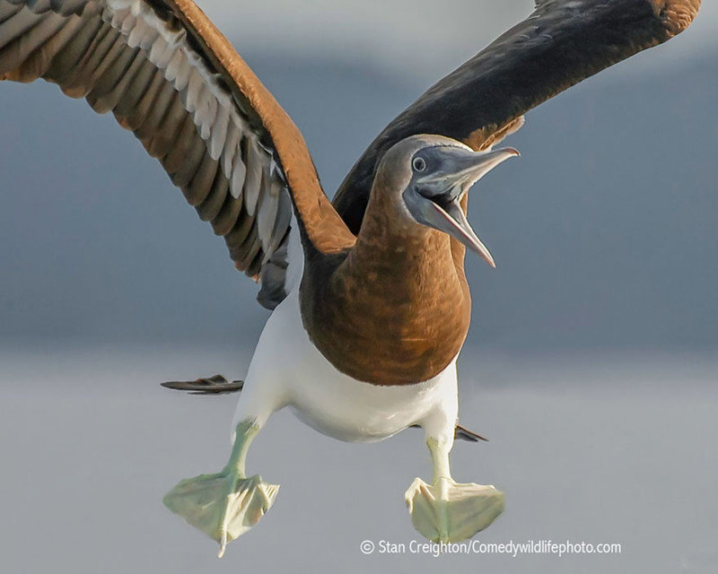 Участники конкурса Comedy Wildlife Photography Awards 2016. Часть 2 