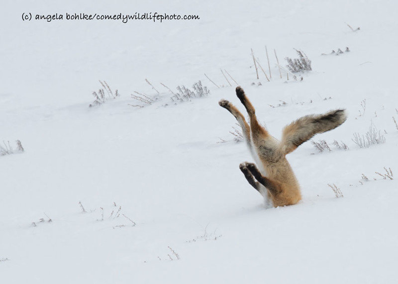 Участники конкурса Comedy Wildlife Photography Awards 2016. Часть 2 