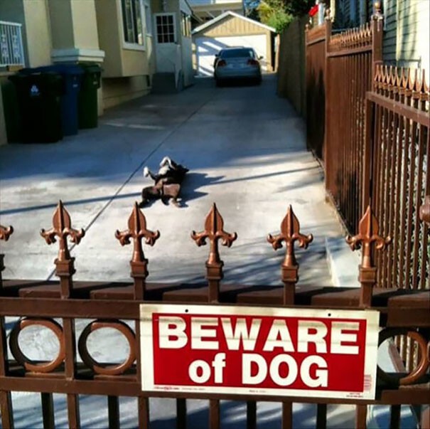 Что скрывают за собой таблички «Осторожно! Злая собака!»