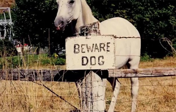 Что скрывают за собой таблички «Осторожно! Злая собака!»