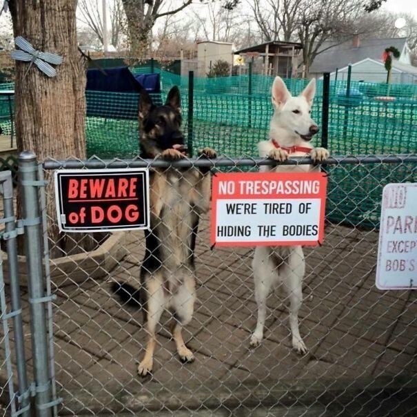 Что скрывают за собой таблички «Осторожно! Злая собака!»