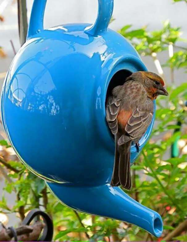 Птицы оценят домик из старого заварного чайника, если вы повесите его в саду