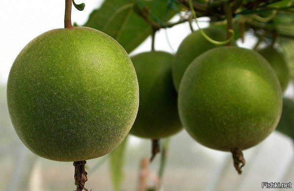 Китайский фрукт Siraitia grosvenorii в 300 раз слаще сахара