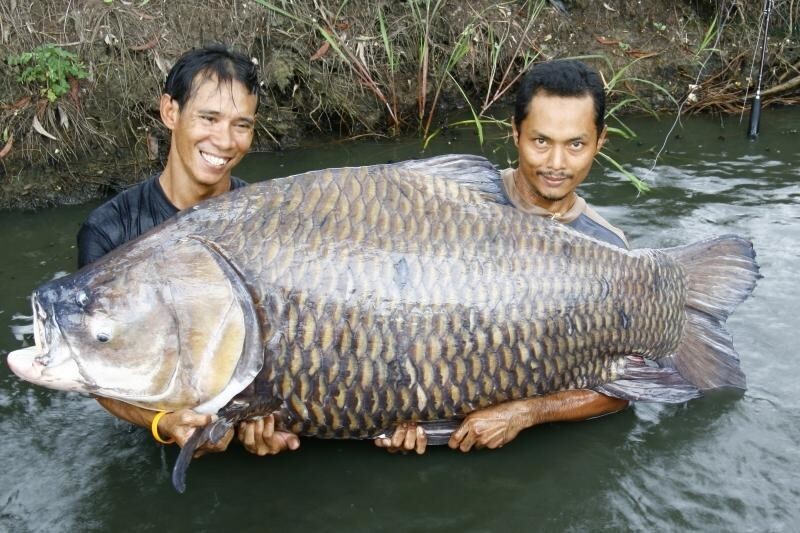 Самые большие пойманные рыбы