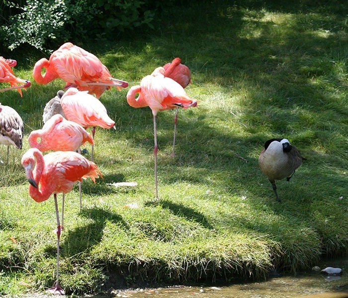 Утки, которые думают, что они фламинго