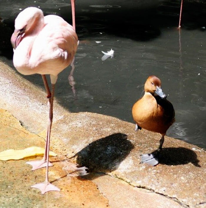 Утки, которые думают, что они фламинго