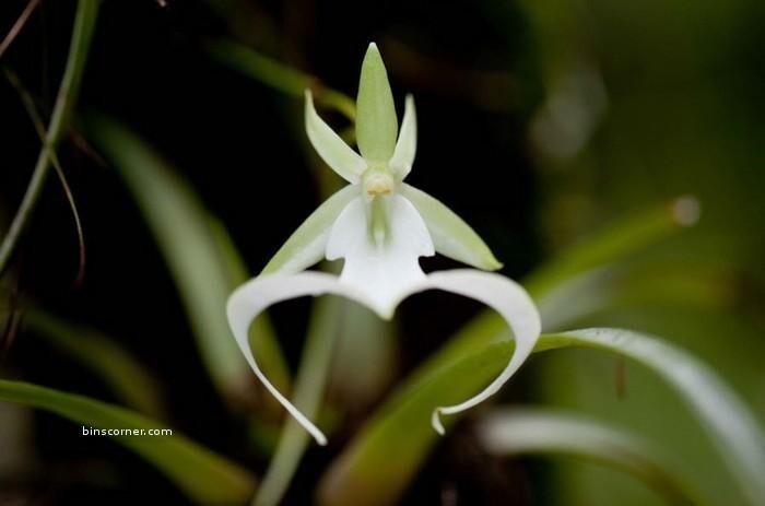 Призрачная орхидея (Dendrophylax lindenii)   