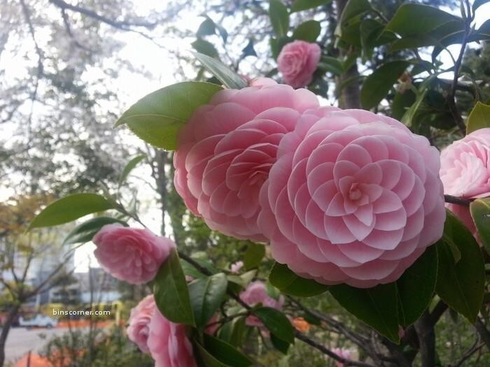 Японская камелия (Camellia Japonica)  
