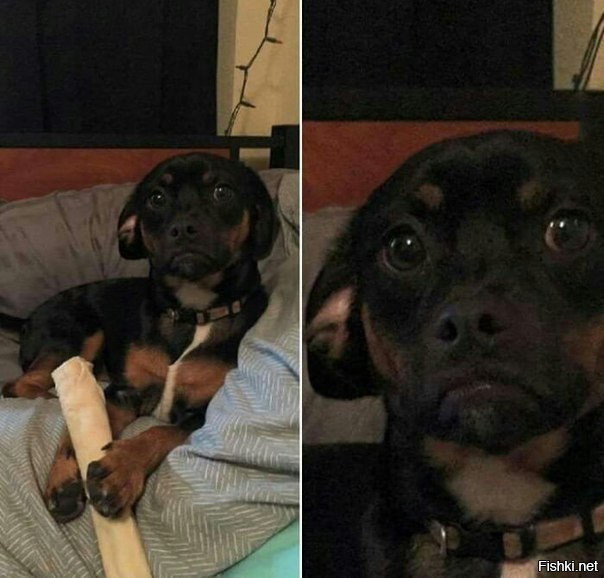 Хозяин хотел сделать фото и наорал на пса, чтобы он прекратил грызть кость