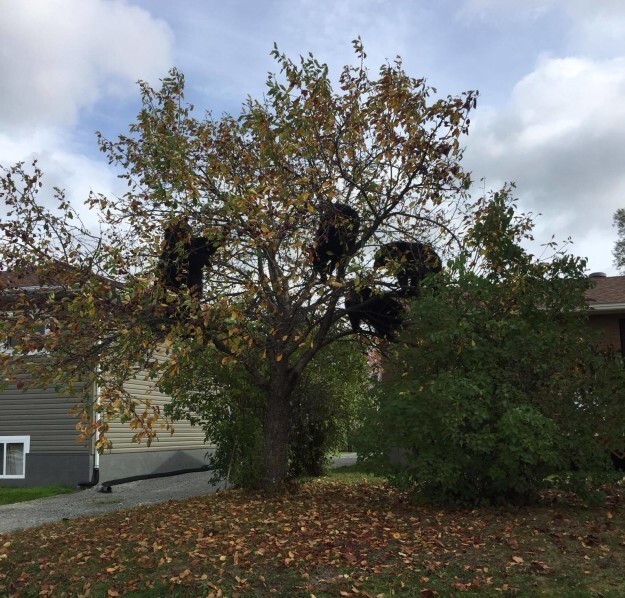 Женщина из города Садбери, находящегося в канадской провинции Онтарио, увидела в своем районе нечто необычное, проезжая мимо соседних домов на машине. Целая семья черных медведей забралась на дерево за яблоками!