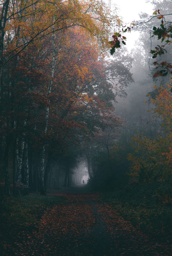 Прогулка в туманном лесу 