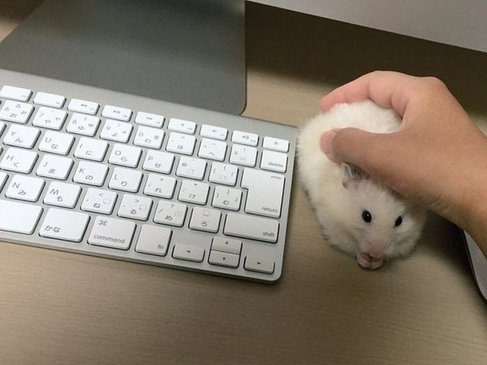 Всем нужна мышка