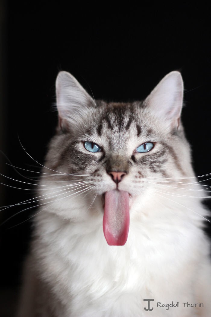 Видали кота с языком длиннее?