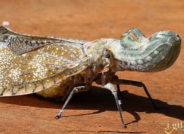 Суринамская фонарница или бабочка-крокодил
