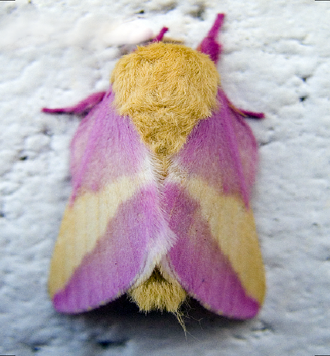 Розовая кленовая бабочка (Dryocampa rubicunda)