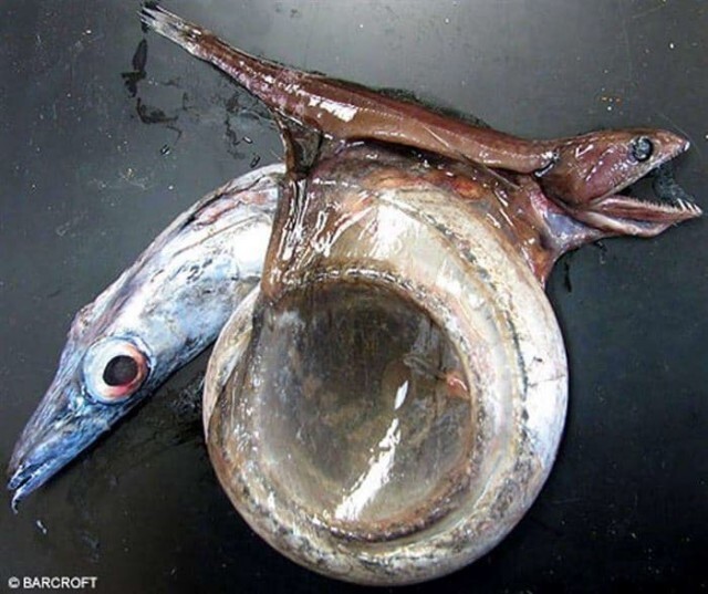 15. Рыба «Черный живоглот», которая может съесть добычу в 10 раз крупнее себя 