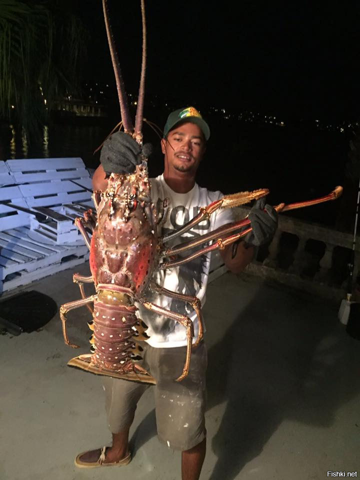 На Бермудах поймали гигантского омара