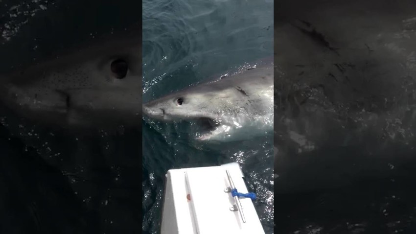 Рыбак отбился от акулы с помощью швабры 
