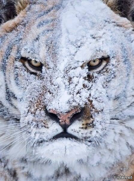 Тигр Аркадий безумно рад первому снегу
