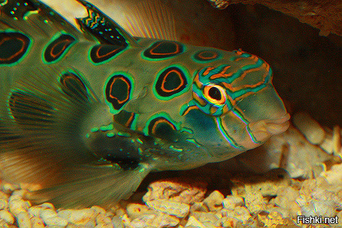 Различные виды рыбы-мандаринки