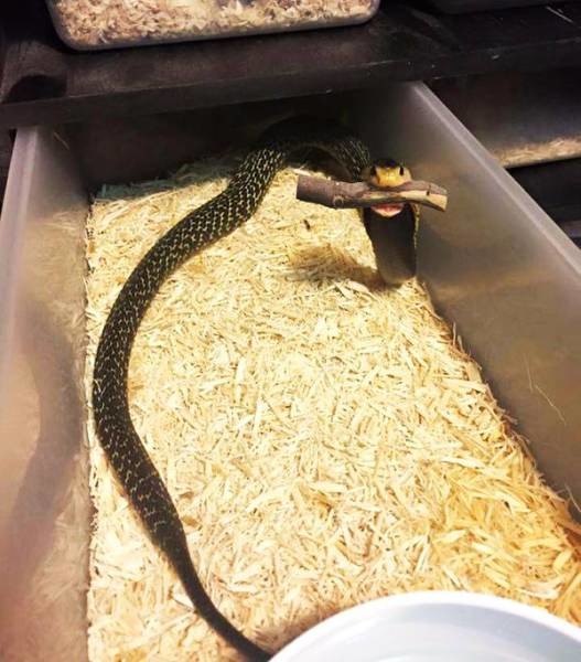 Змея после успешной дрессировки 